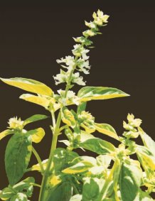 Basil (Ocimum basilicum)