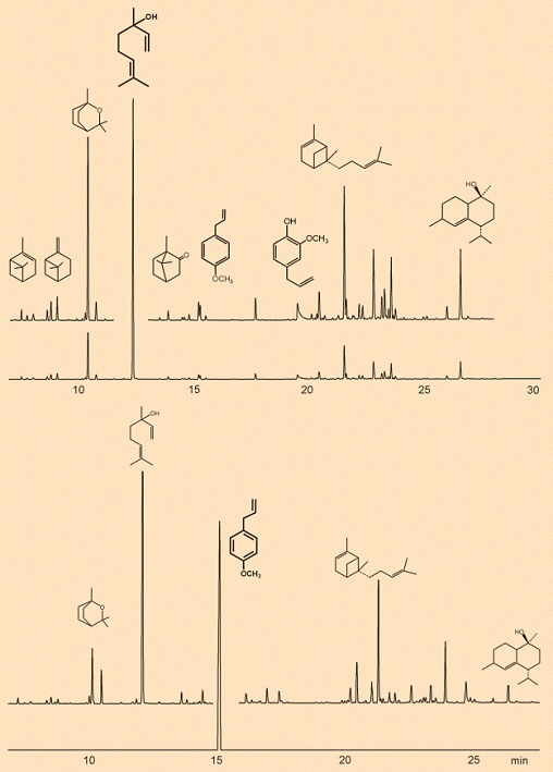 Gas chromatography of basil essential oils