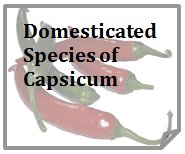 Domesticated Species of Capsicum