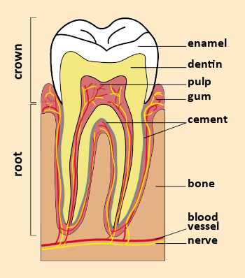 A tooth in cross-section