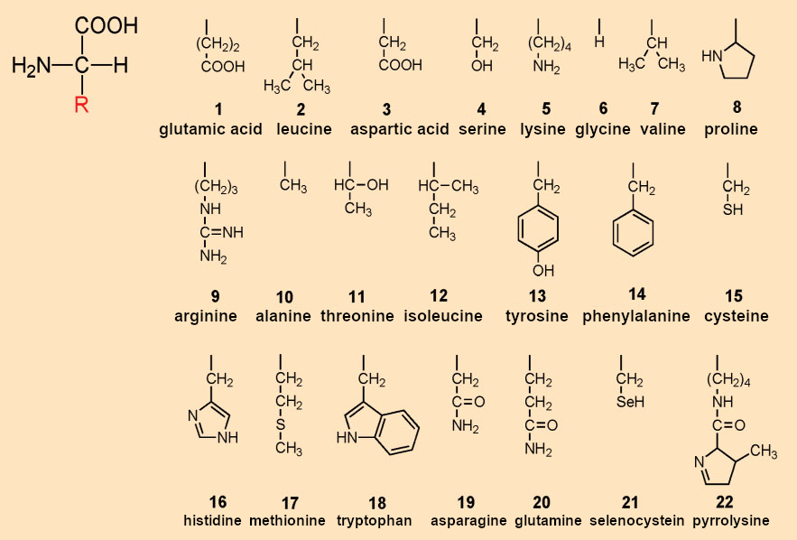 The proteinogenic amino acids