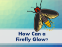 How Can a Firefly Glow?