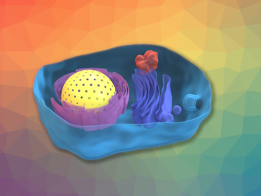 Using Fluorophores to Visualize Organelle Membrane Potentials