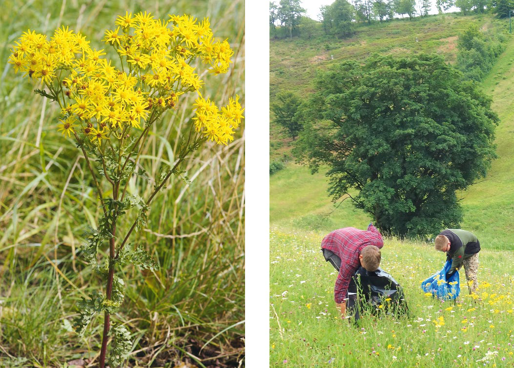 Ragwort