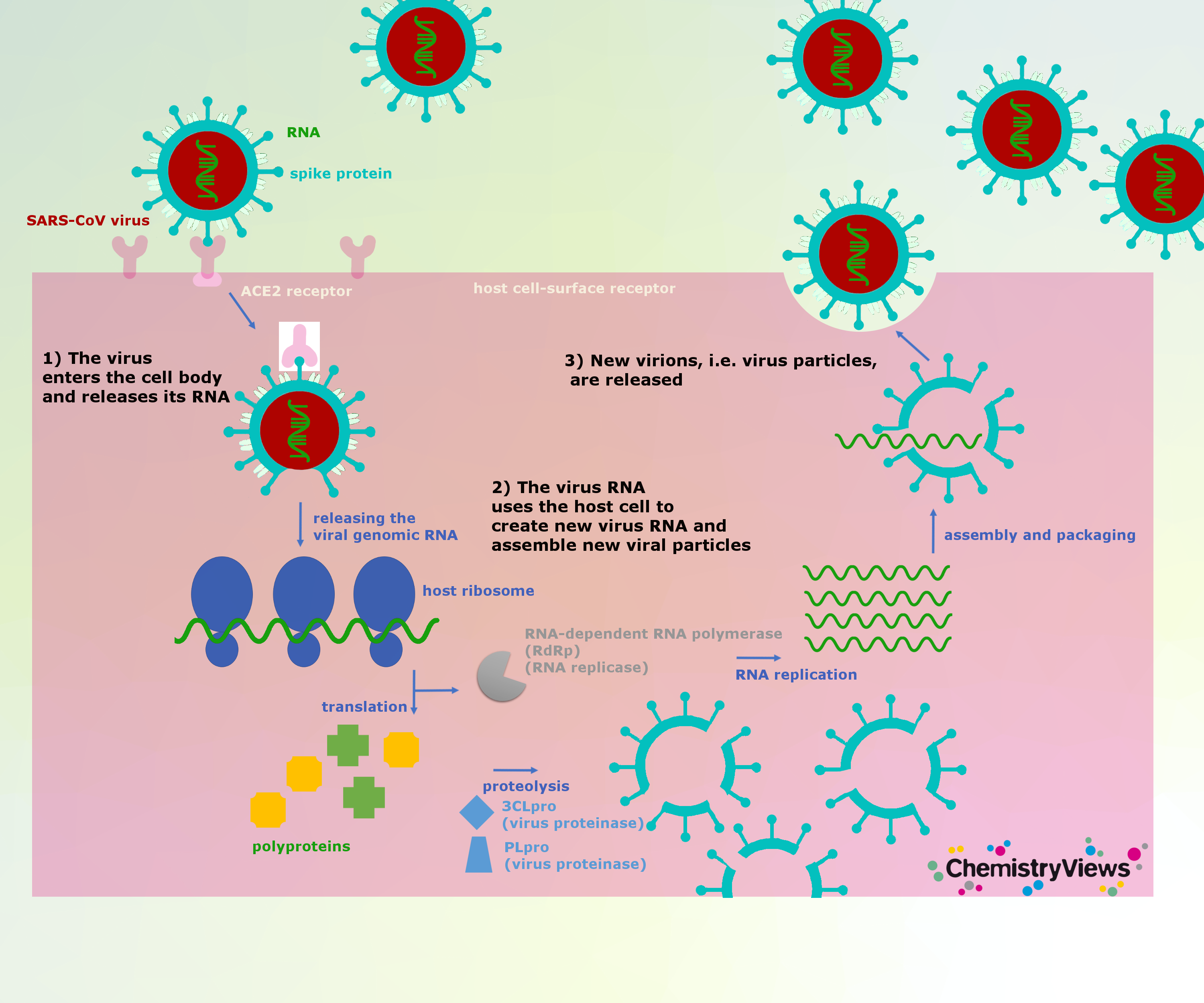 Coronavirus Entering and Replicating in a Host Cell :: ChemViews ...