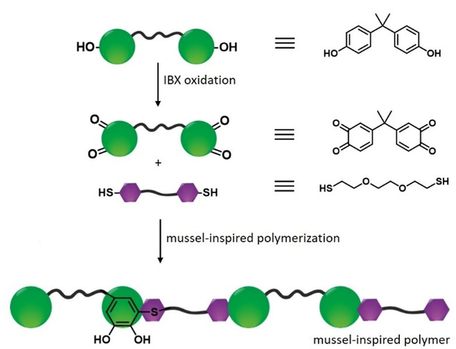 Mussels Inspire New Adhesive Polymers ChemViews Magazine