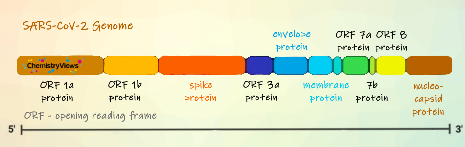 SARS-CoV-2 Genome