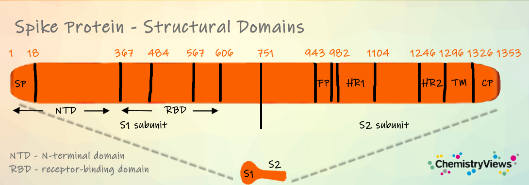 Spike Protein Structural Domains