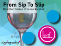 From Sip to Slip: How Our Bodies Process Alcohol