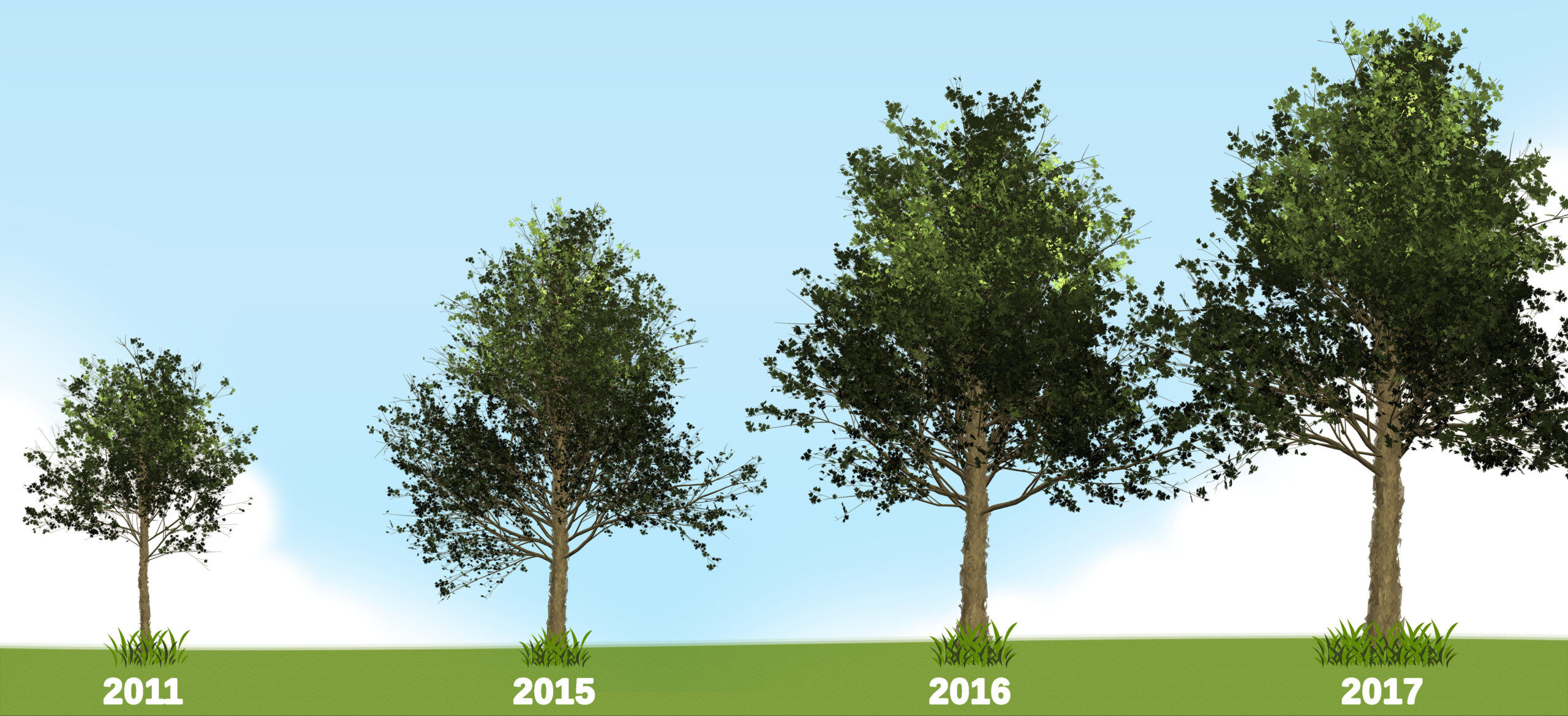 Trees growing