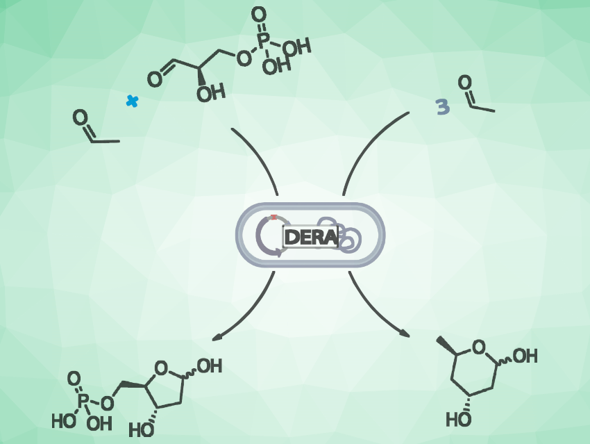 Biocatalyzed Aldol Addition for Industrial Applications