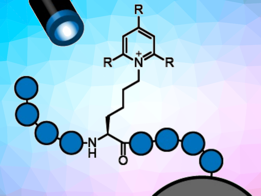 Solid-Phase Peptide Modification