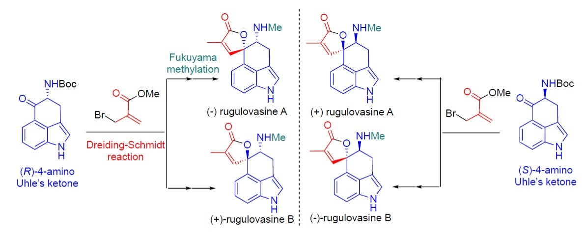Asymmetric Total Synthesis of Rugulovasine Stereoisomers