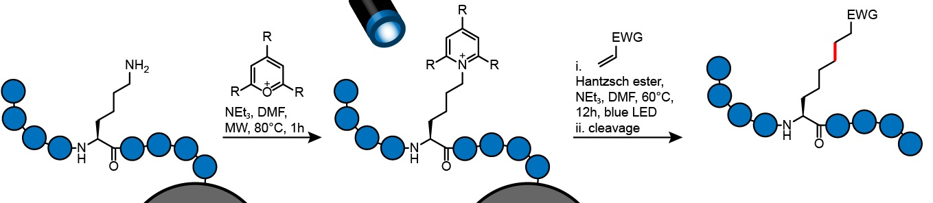 Solid-Phase Peptide Modification