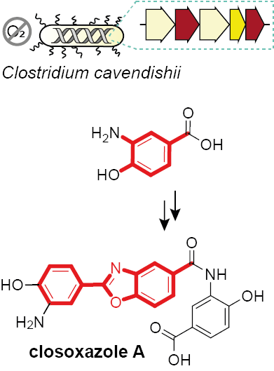 Alternative Benzoxazole Assembly Discovered in Anaerobic Bacteria