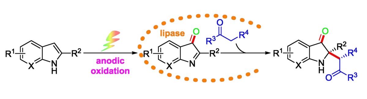 Catalytic Activity of Lipase and Electrosynthesis Merged
