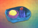 Using Fluorophores to Visualize Organelle Membrane Potentials