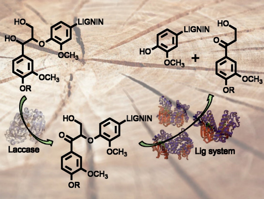 Multienzymatic Catalysis for Lignin Depolymerization