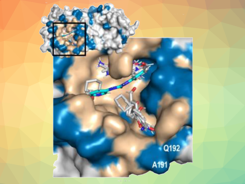 Screening the SARS-CoV-2 Proteome