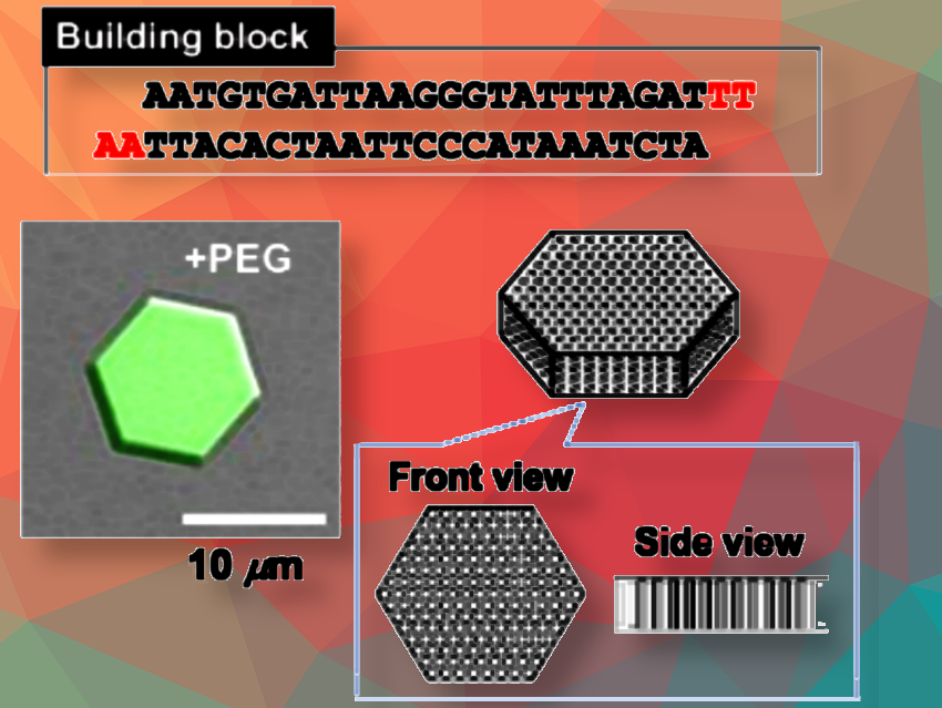 Micro-Sized Hexagonal Liquid Crystalline DNA