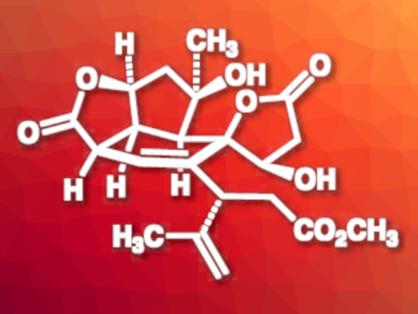 First Total Synthesis of Havellockate