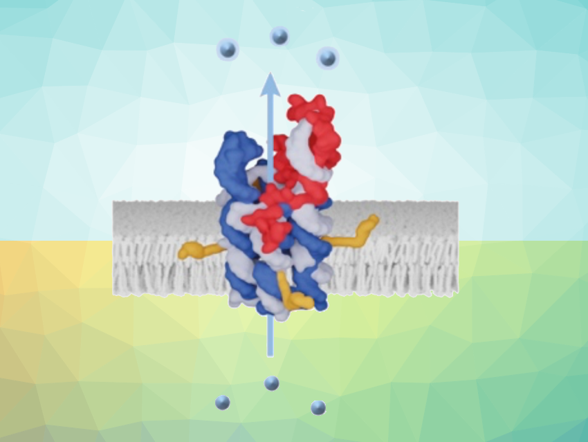 Light-Mediated Transport Across Biomembranes