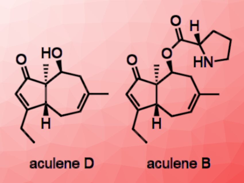 Total Synthesis of Aculenes B and D