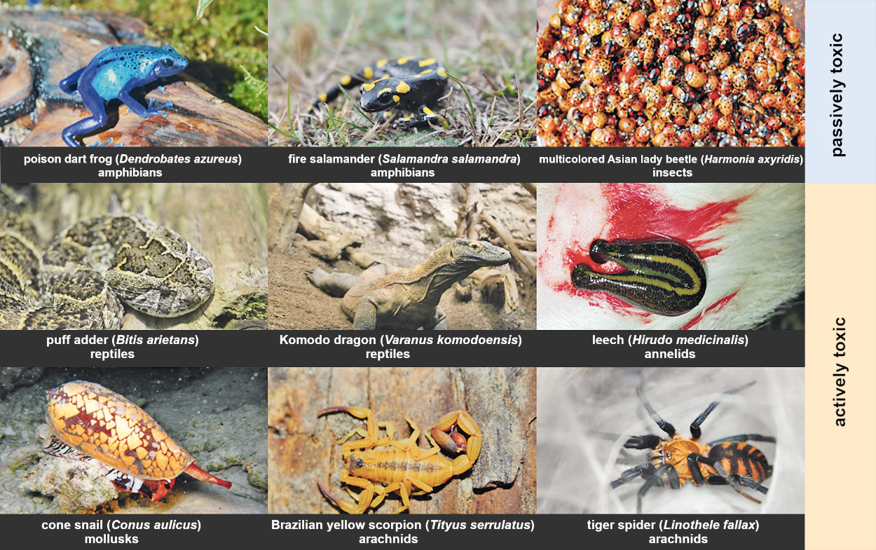 Healing with Venom – Part 1 - ChemistryViews