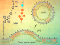 Efficient Detection of Outer Membrane Vesicles
