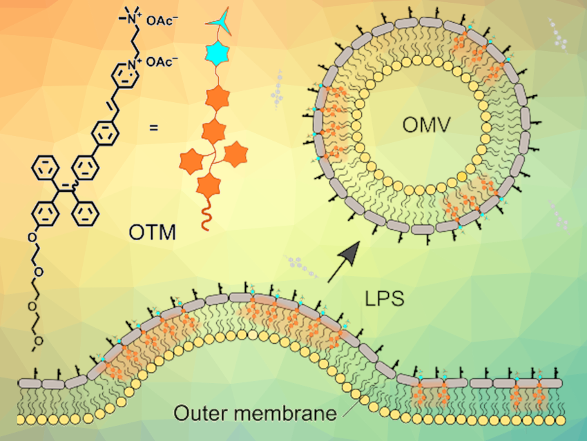 Efficient Detection of Outer Membrane Vesicles