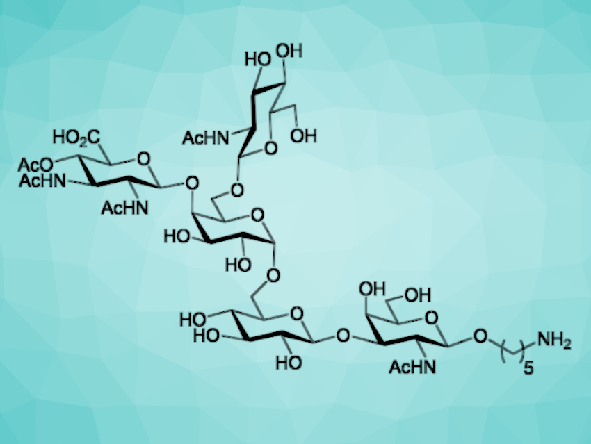 Total Synthesis of a Bacterial Pentasaccharide O‐Glycan