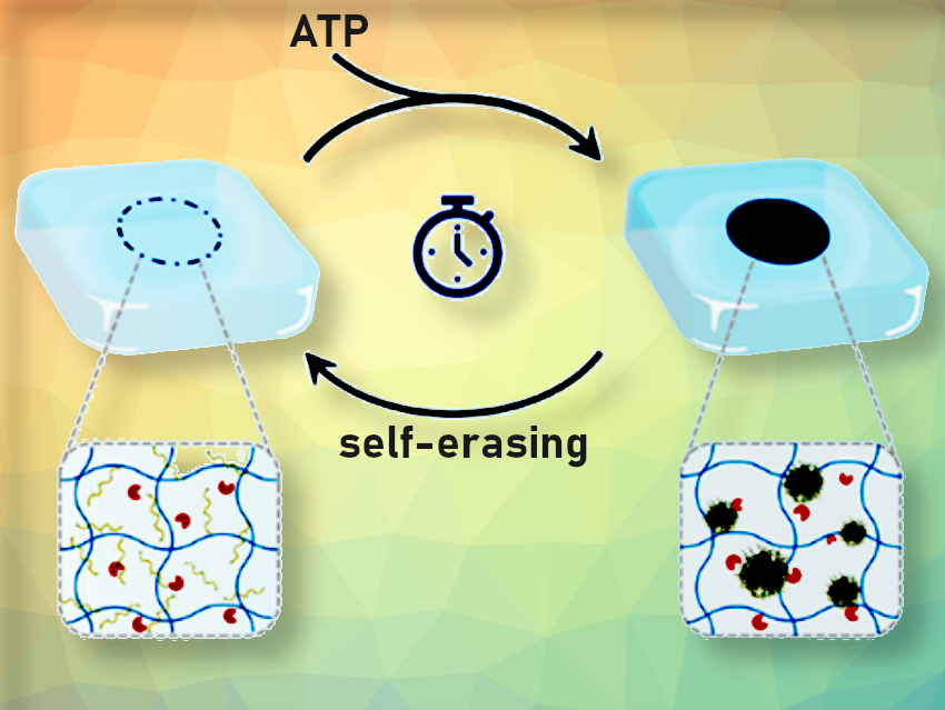 ATP-Fueled Nanoparticles Enable Self-Erasing Security Labels