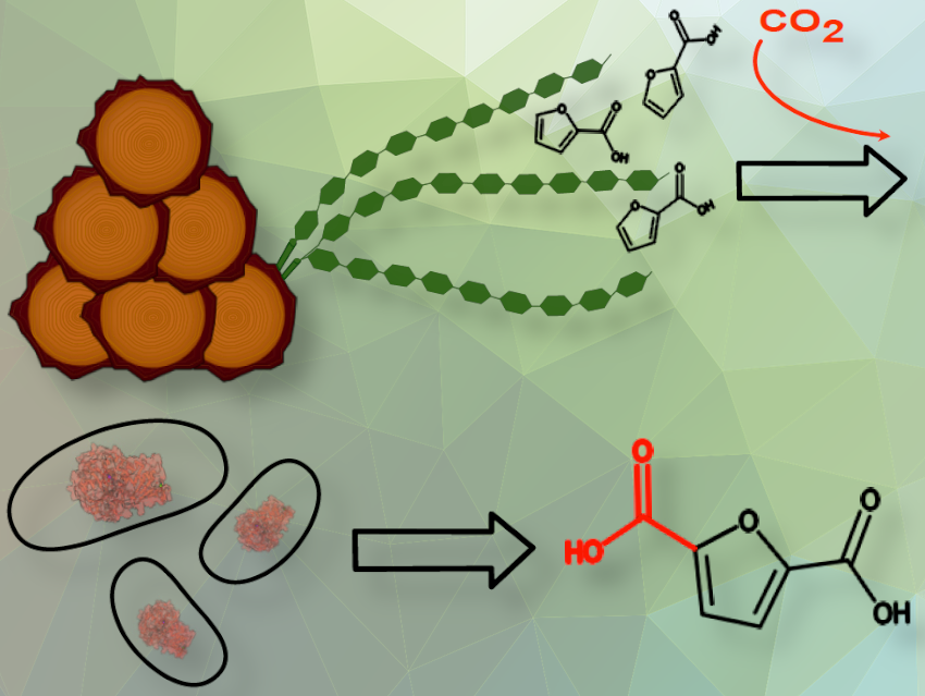 Biocatalyst Produces Bioplastics from C5-Sugars and CO2