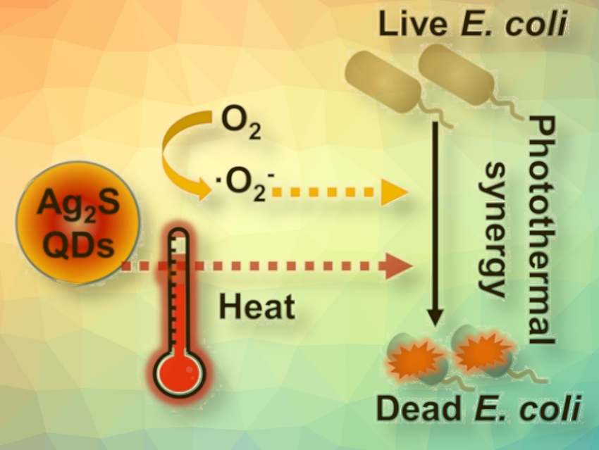 Rapid Photocatalytic Bacteria Disinfection of Drinking Water