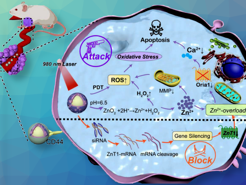 Improved Effectiveness of Ion Interference Therapy for Tumours