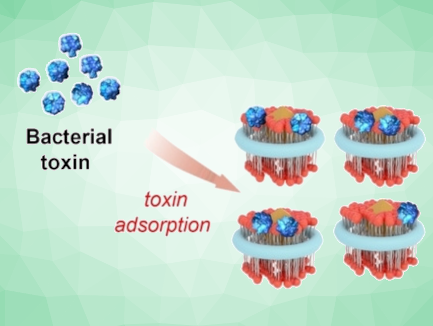 Membrane Discs as Antitoxins