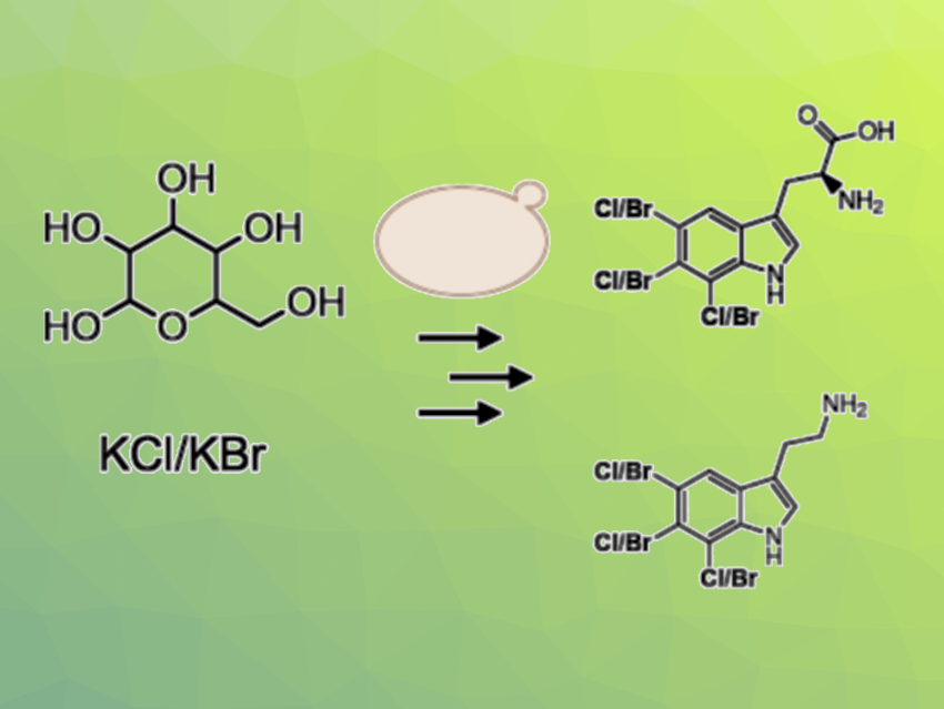 Brewer’s Yeast Engineered to Produce Halogenated Tryptophans and Tryptamines