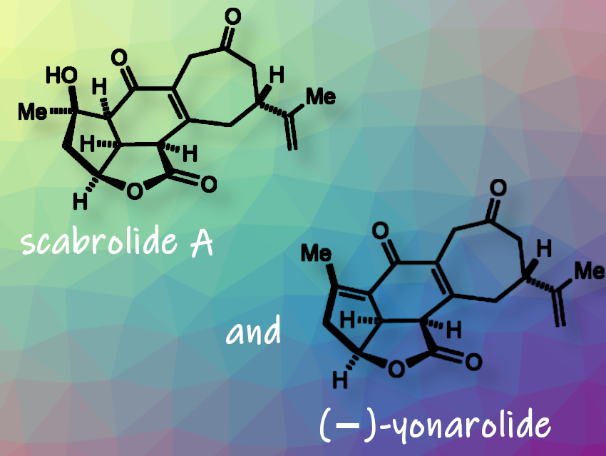 Total Syntheses of the Diterpenoids Scabrolide A and Yonarolide
