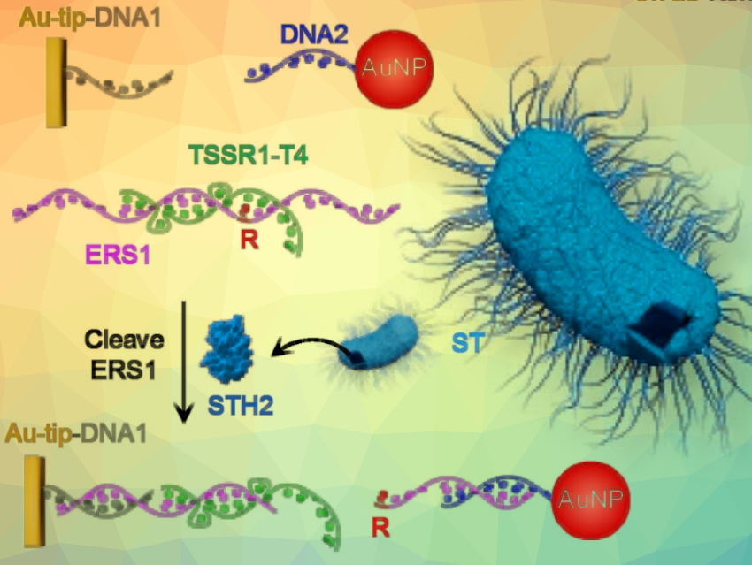 Simple and Portable Sensor for Detecting Salmonella