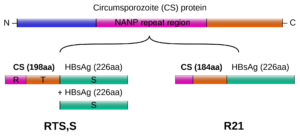High Expectations for the Malaria Vaccine R21/Matrix-M - ChemistryViews