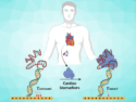 Antibody Alternatives for Biosensing