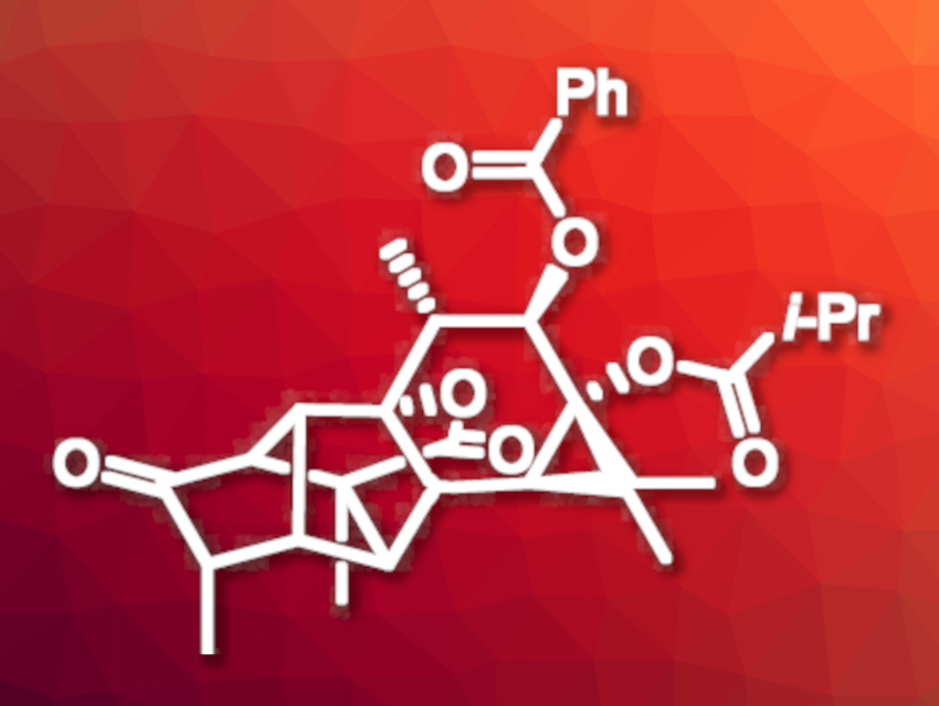 First Total Synthesis of (+)-Pedrolide