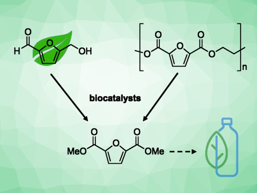 Engineered Enzyme for the Formation of a Furan-Based Bioplastic Precursor