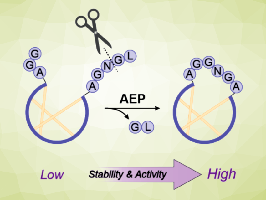 Cyclic Analogue of the Analgesic Ziconotide Shows Improved Stability