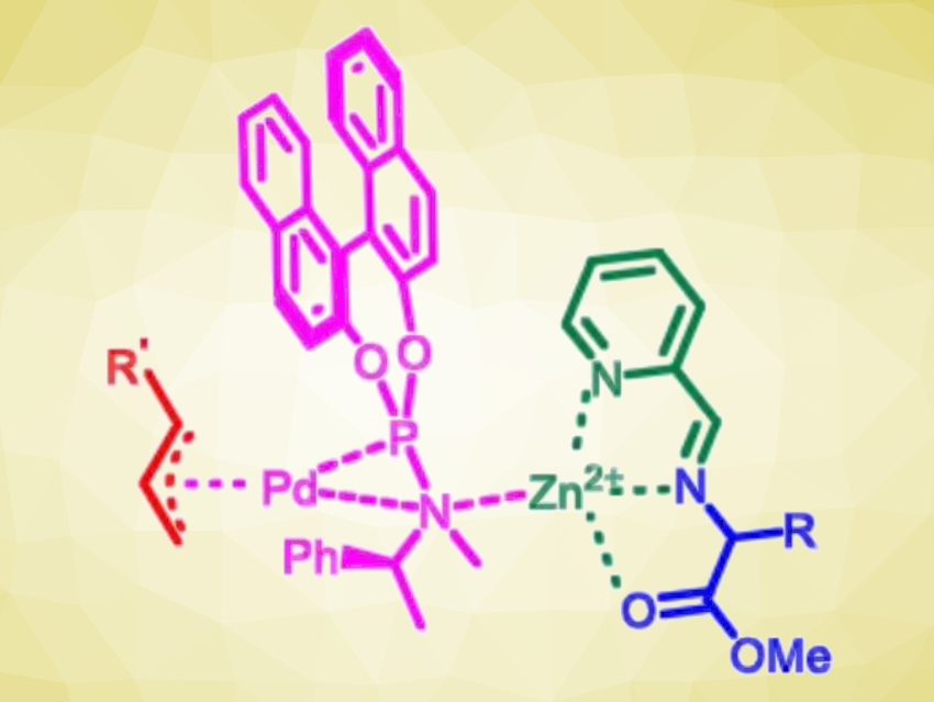 Asymmetric α-Allylation of N-Unprotected Amino Esters