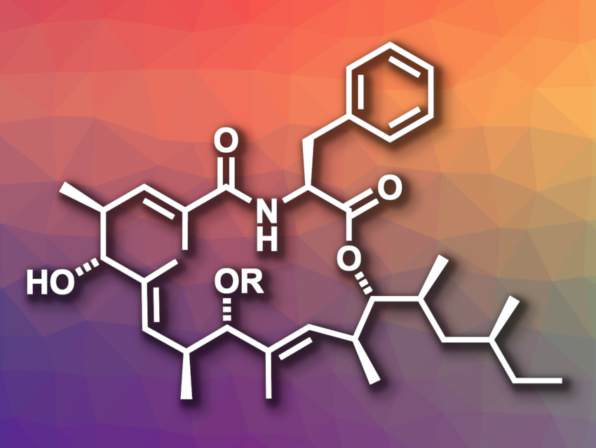 Total Synthesis of Metacridamides A and B