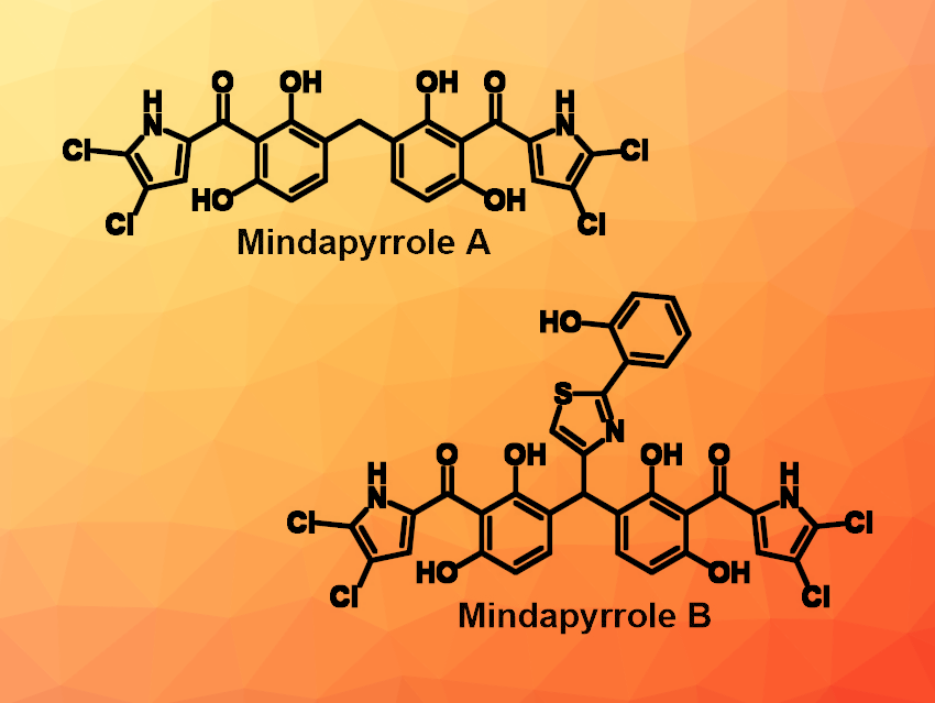 Total Synthesis of Mindapyrroles A and B