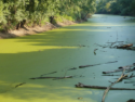 Floatable Sponge for Inactivation of Algal Blooms