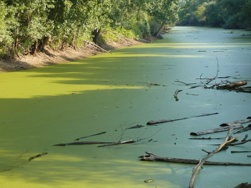 Floatable Sponge for Inactivation of Algal Blooms