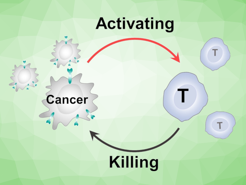 New Approach to Nongenetic T-Cell-Based Immunotherapy